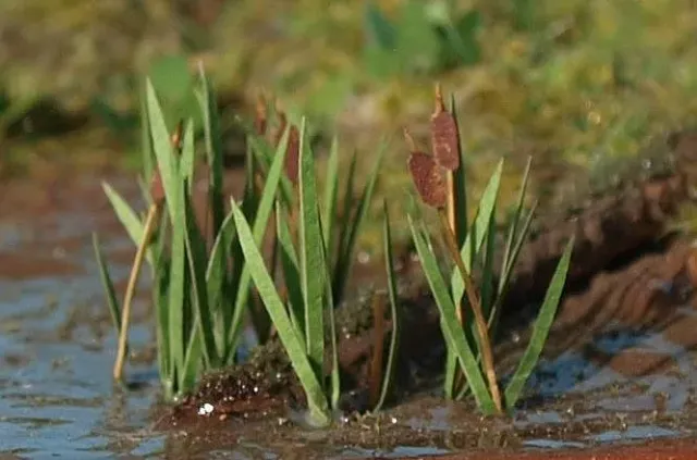Albion Rushes touffe joncs décor miniature
