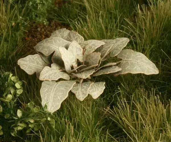 Albion Model Scene Burdock bardane 1 pièce plante de décor naturel