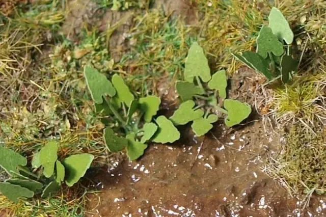 Albion Burdock bardane miniature 1 pièce végétation