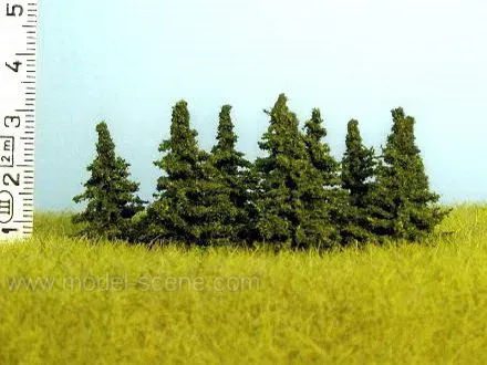 Albion Spruce 25-35 mm épicéas miniatures x8