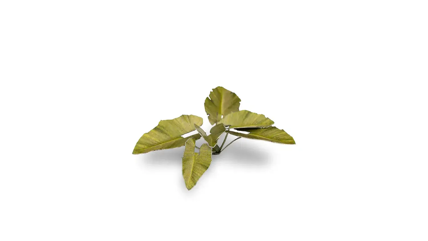 Bolt Action Laser Plants - Elephant Ear végétation tropicale 51 feuilles