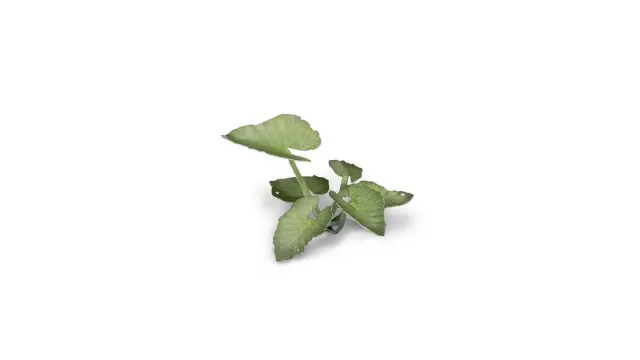 Bolt Action Laser Plants - Elephant Ear végétation tropicale 51 feuilles