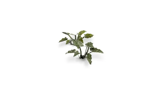Bolt Action Laser Plants Lords and Ladies feuilles prépeintes décor forêt