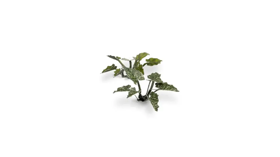 Bolt Action Laser Plants Lords and Ladies feuilles prépeintes décor forêt