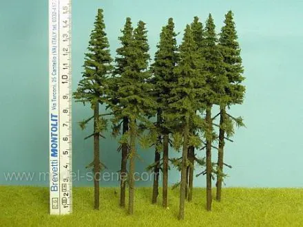Albion Spruce SK150 sapin miniature 140-160 mm lot de 5