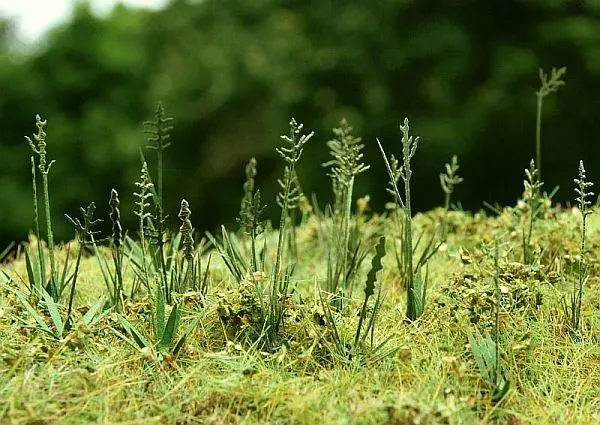 Albion Fescue herbe miniature fétuque