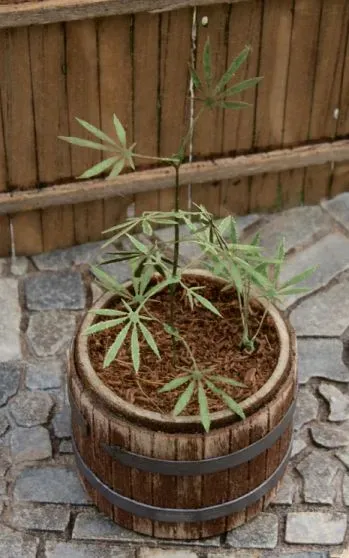 Albion Cannabis VG3-016 plante miniature diorama
