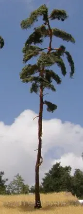 Albion Pine-tree 230-260mm arbre miniature 2 pièces hauteur