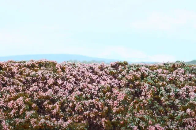 Albion Model Scene Heathland décor de lande 1 pièce végétation naturelle
